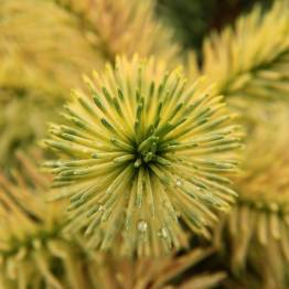 Picea pugens 'Straw'