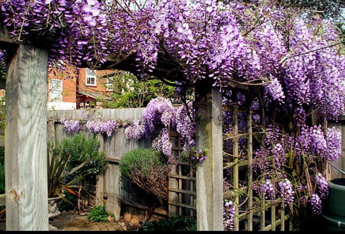 Wisteria in full bloom in spring in English city garden. Image shot 2007. Exact date unknown.