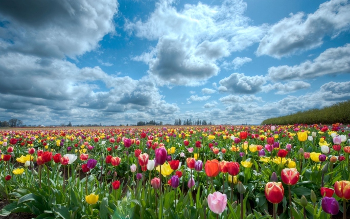tulips-scenery