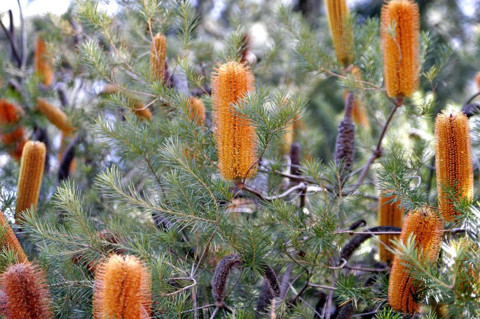 Banksia_bush