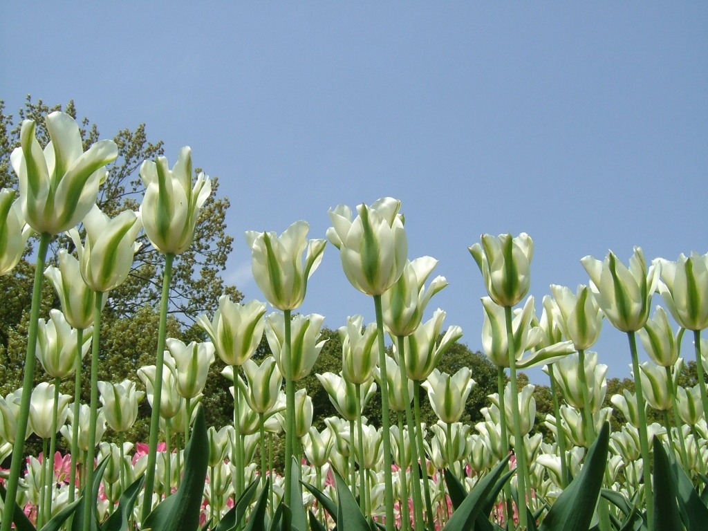 Tulipa_Spring_Green