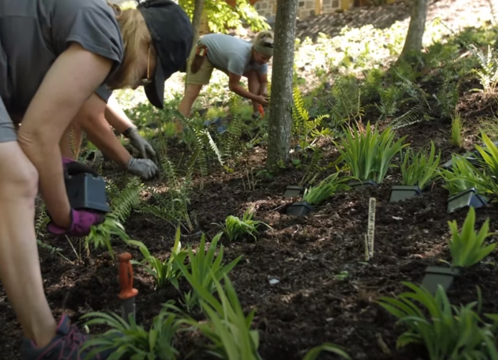 Video: Roy Diblik:  installing a Piet Oudolf Garden